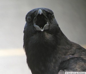 Korbi, ne qyteterimet e ndryshme American-crow